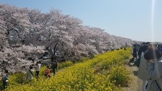 熊谷桜堤