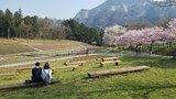 羊山公園・芝桜の丘の写真