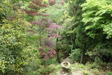 大山寺の写真