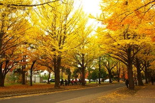 北海道大学 札幌キャンパス
