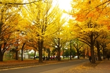 北海道大学 札幌キャンパスの写真