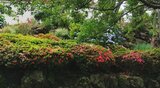 城ヶ崎海岸・桜並木通りの写真