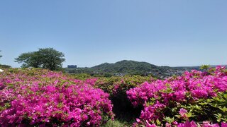 太田和つつじの丘