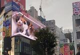 3D三毛猫・クロス新宿ビジョンの写真