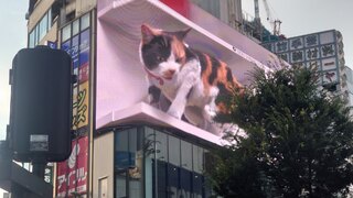 3D三毛猫・クロス新宿ビジョン