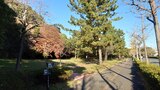 富岡八幡宮の写真