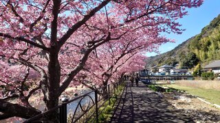 河津桜並木