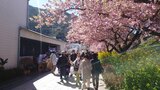 河津桜並木の写真