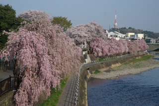 田川のしだれ桜