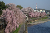 田川のしだれ桜の写真
