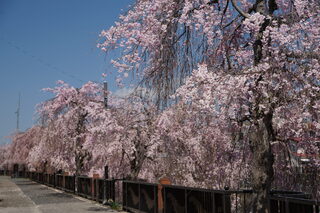 田川のしだれ桜