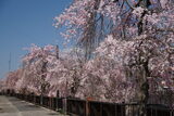 田川のしだれ桜の写真