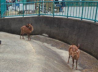 和歌山城公園動物園