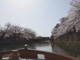 岡崎桜回廊 十石舟めぐり