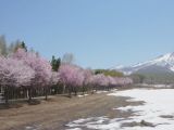 世界一長い桜並木