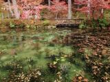 根道神社・モネの池